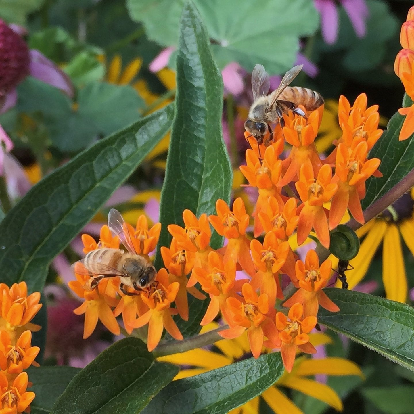 Milkweed Seeds - Butterfly - Sow True Seed