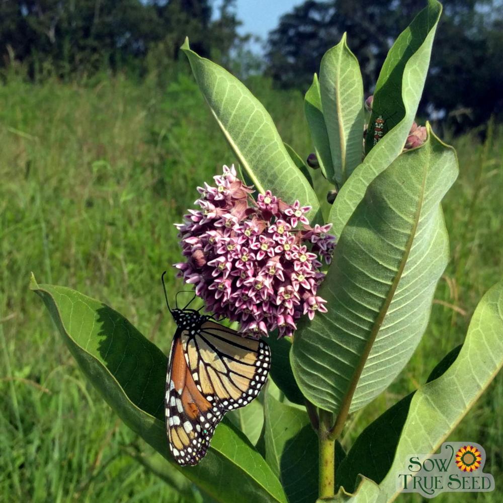 Milkweed Seeds - Common - Sow True Seed