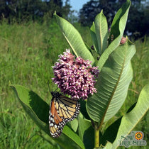 Milkweed Seeds - Common - Sow True Seed