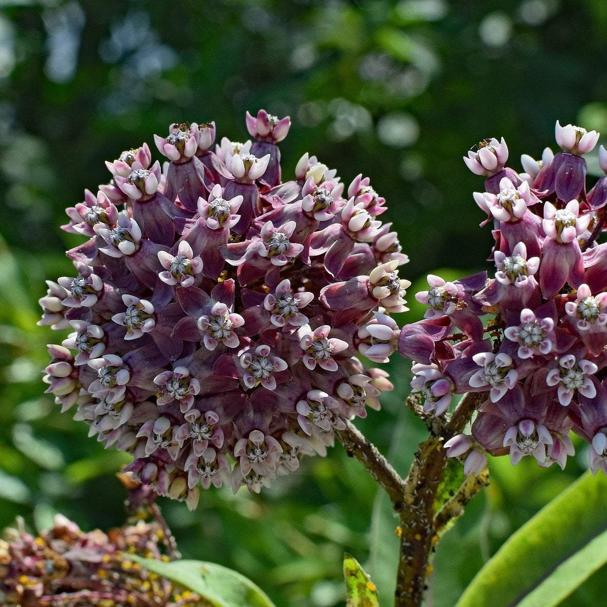 milkweed from seed to flower Milkweed seed- Common: Vanilla-scented flowers appear midsummer. – Sow True  Seed