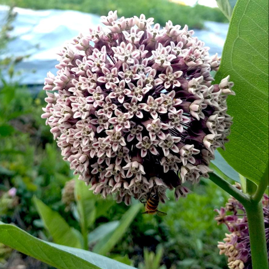 Milkweed Seeds - Common - Sow True Seed
