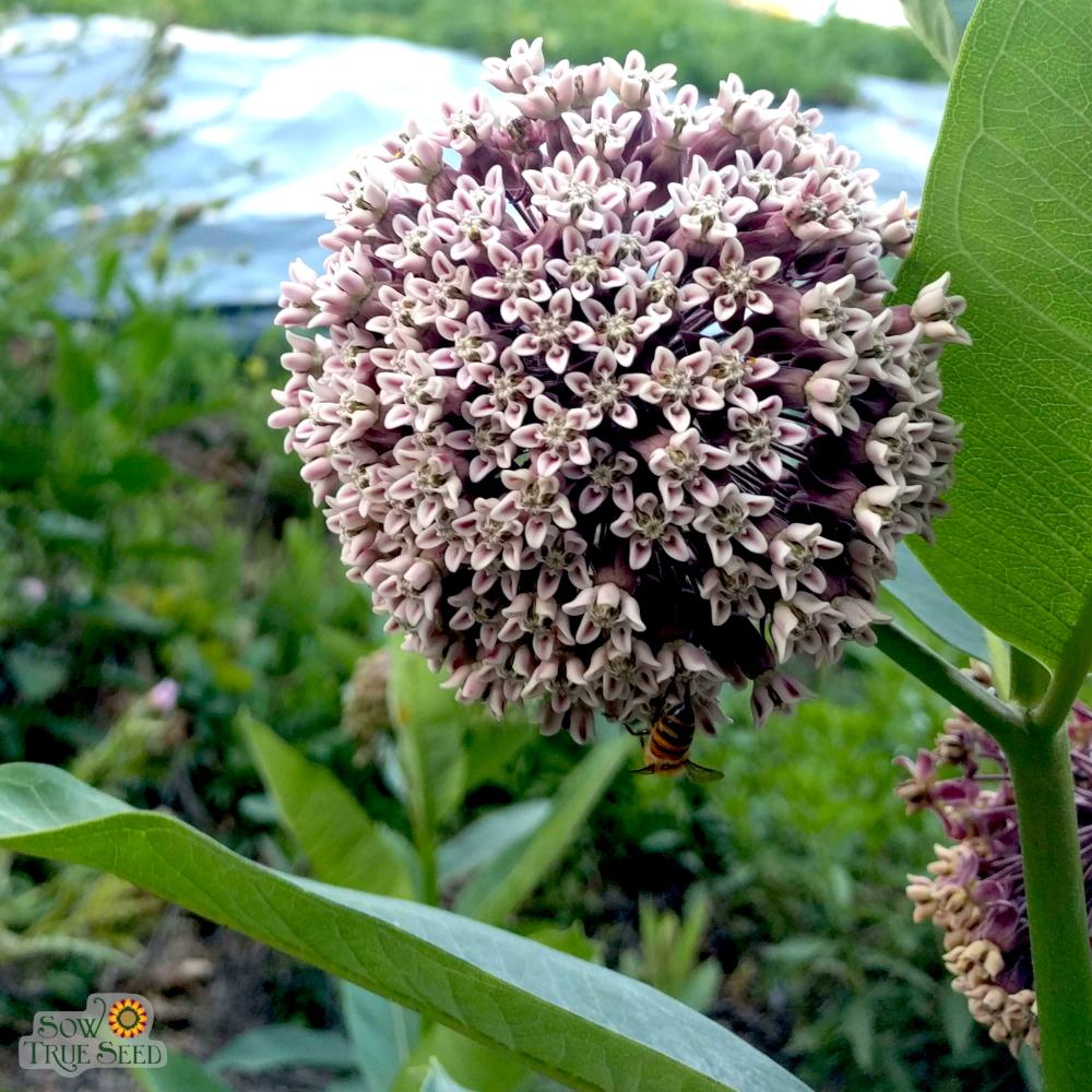 Milkweed Seeds - Common - Sow True Seed