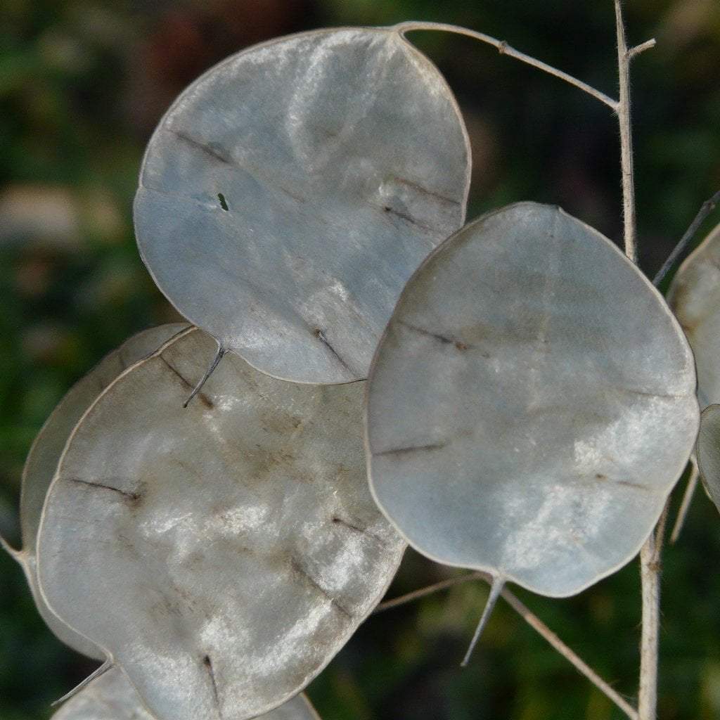Money Plant Seeds - Sow True Seed