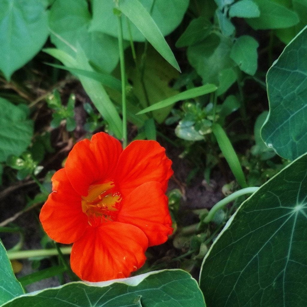 Nasturtium Seeds - Empress of India - Sow True Seed