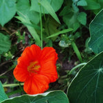 Nasturtium Seeds - Empress of India - Sow True Seed