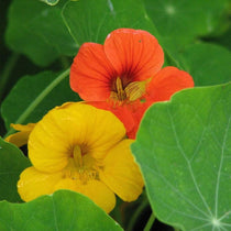 Nasturtium Seeds - Dwarf Jewel Mix - Sow True Seed
