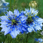 Nigella Seeds - Love in a Mist - Sow True Seed