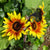 Sunflower Seeds - Autumn Beauty, ORGANIC - Sow True Seed