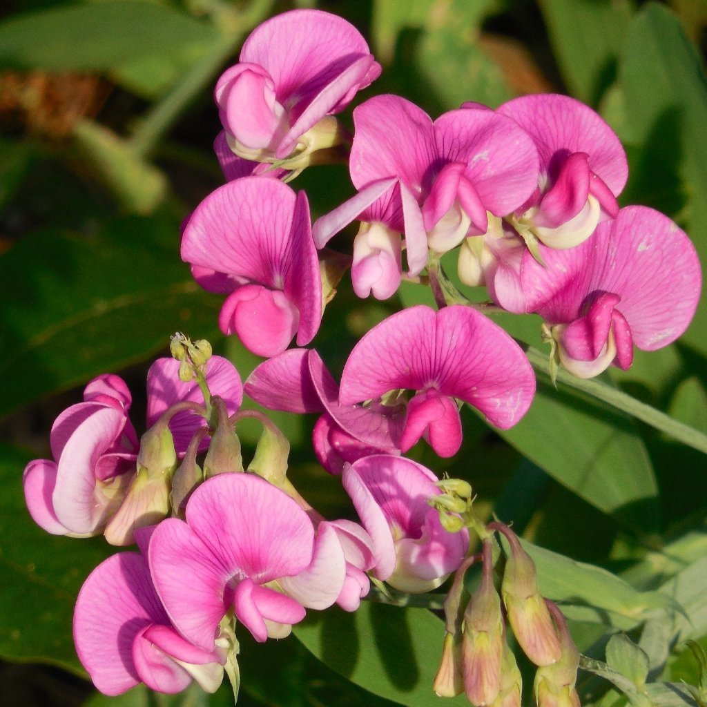sweet pea flower seed Royal Family Sweet Pea Seeds | Sow True Seed