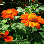 Tithonia Seeds - Mexican Sunflower - Sow True Seed