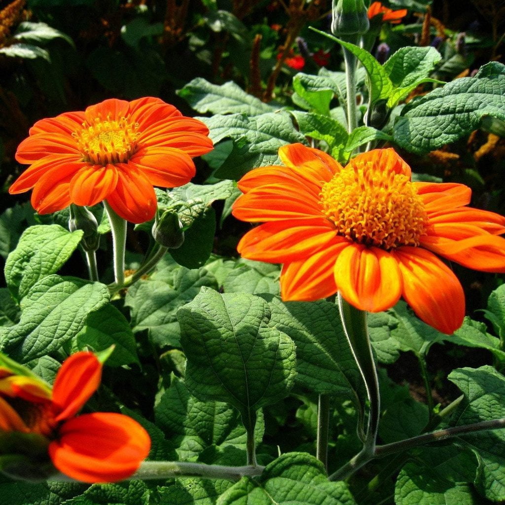 planting mexican sunflower seeds Mexican Sunflower Tithonia Seeds | Sow True Seed