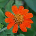 Tithonia Seeds - Mexican Sunflower - Sow True Seed