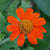 Tithonia Seeds - Mexican Sunflower - Sow True Seed
