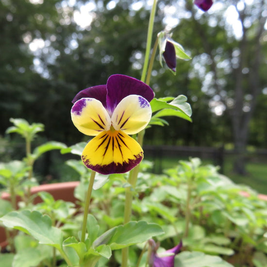 Viola Seeds Johnny Jumpup Sow True Seed