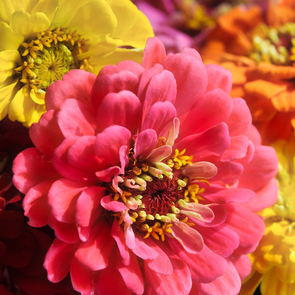 Zinnia Seeds - California Giants Mix - Sow True Seed