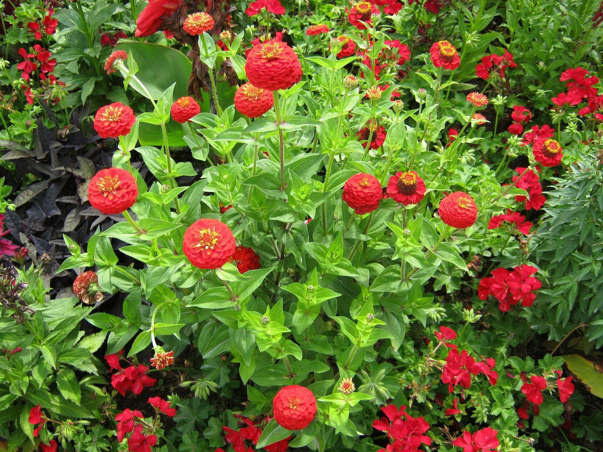 Zinnia Seeds - Cherry Queen - Sow True Seed