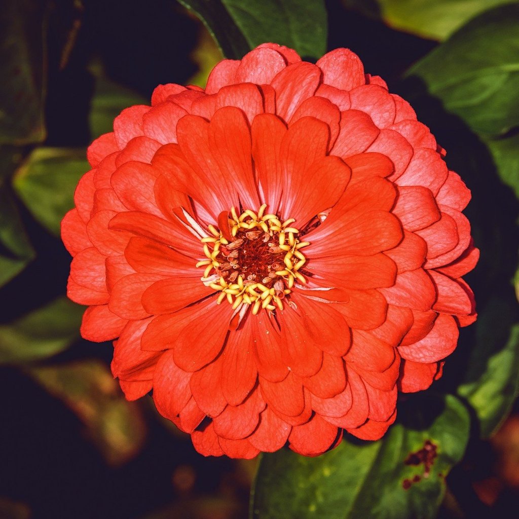Zinnia Seeds - Cherry Queen - Sow True Seed