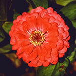 Zinnia Seeds - Cherry Queen - Sow True Seed