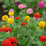 Zinnia Seeds - State Fair Mix - Sow True Seed
