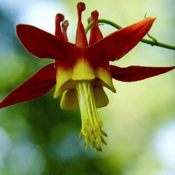 columbine flower from seed Columbine Seeds - Eastern Columbine | Sow True Seed