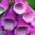 Foxglove Seeds - Excelsior Mix - Sow True Seed