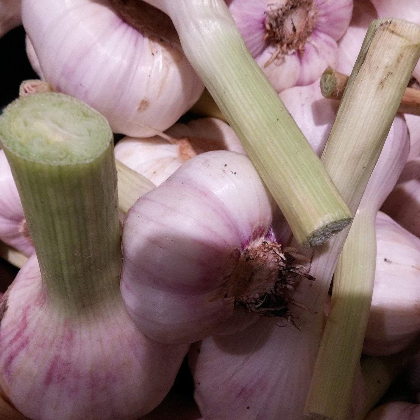 Hardneck Garlic - Persian Star - Sow True Seed