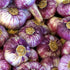 Bavarian Purple Hardneck Garlic