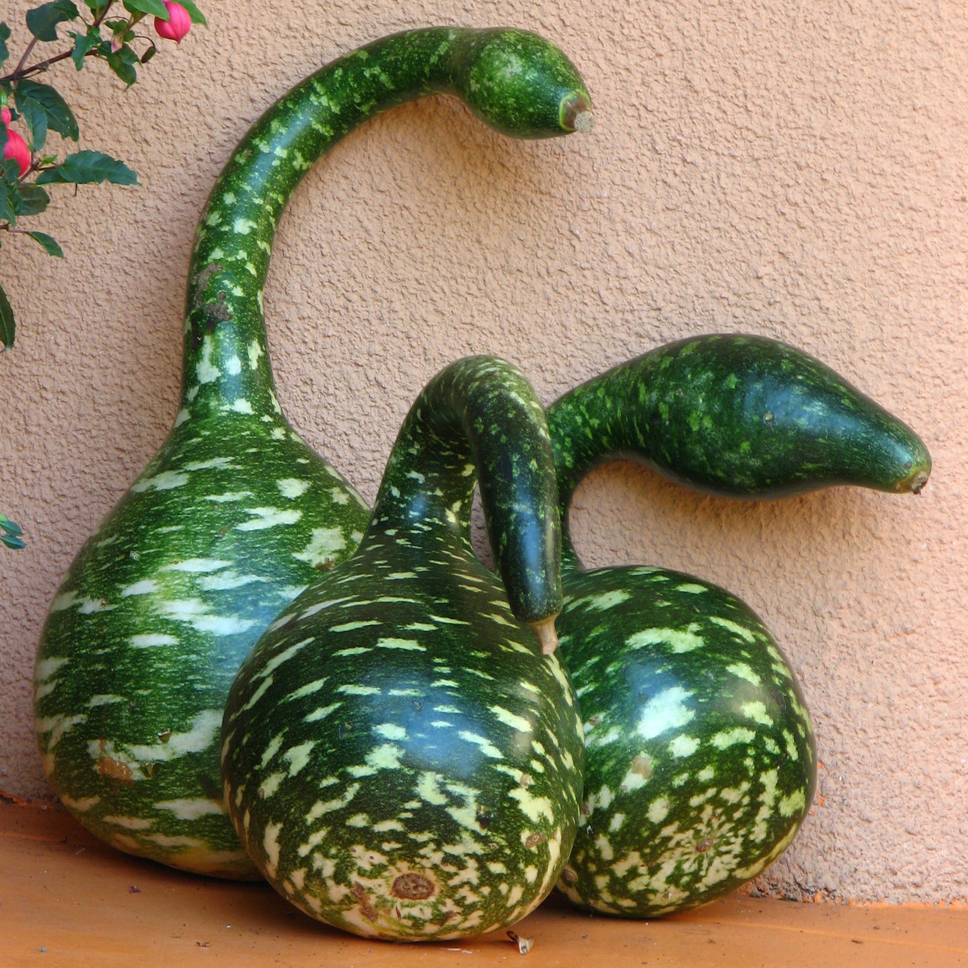 Gourd Seeds - Speckled Swan - Sow True Seed