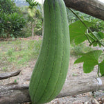 Gourd Seed - Luffa - Sow True Seed
