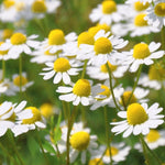 Chamomile Seed, German - Sow True Seed