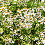 Chamomile Seed, German - Sow True Seed