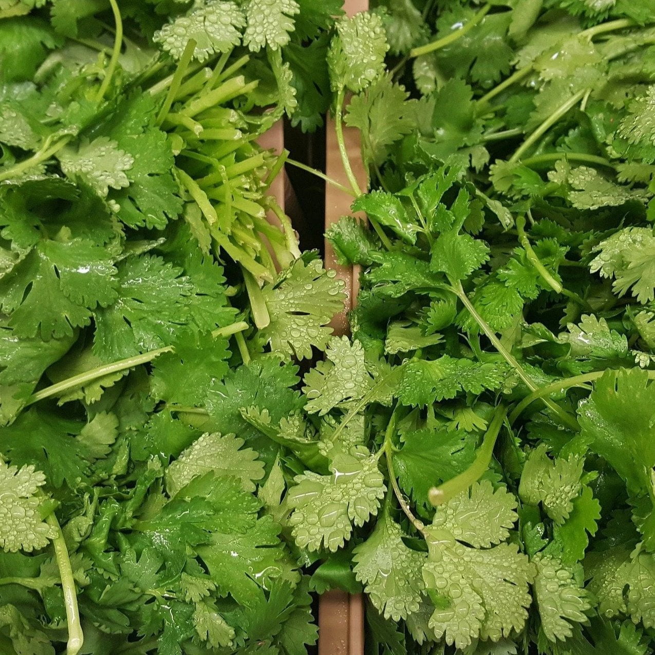 Cilantro Seed, Slo-Bolting - Sow True Seed