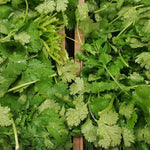Cilantro Seed, Slo-Bolting - Sow True Seed