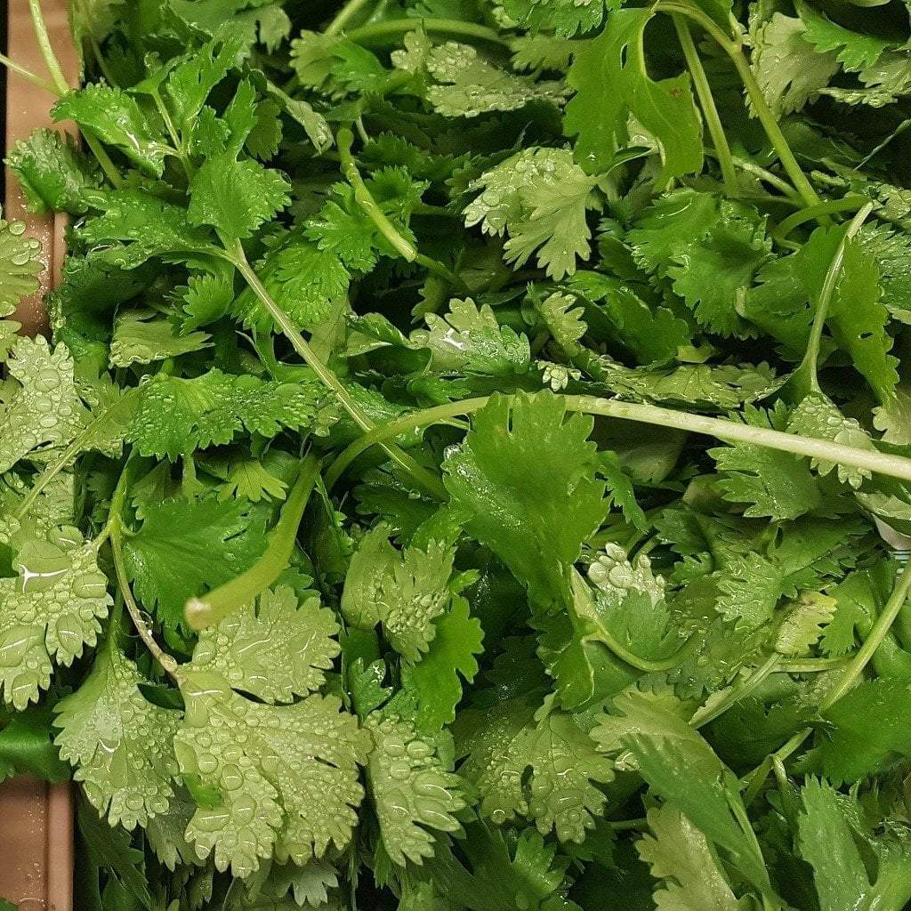 Cilantro Seed, ORGANIC - Sow True Seed