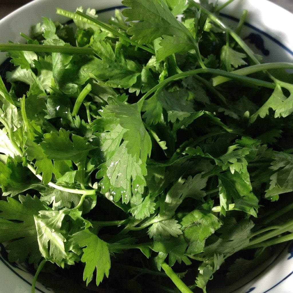 Cilantro Seed, Slo-Bolting - Sow True Seed