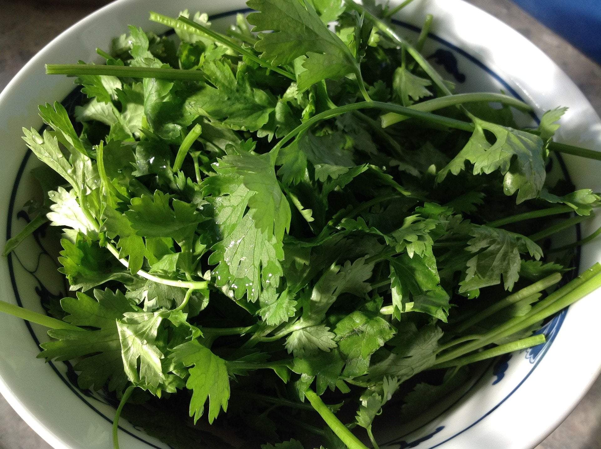 Cilantro Seed, ORGANIC - Sow True Seed