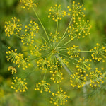 Dill Seed, Bouquet, ORGANIC - Sow True Seed