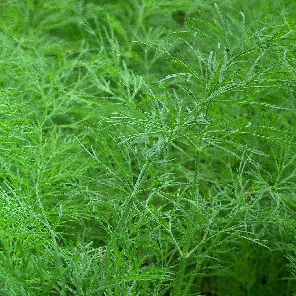 Dill Seed, Bouquet, ORGANIC - Sow True Seed