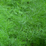 Dill Seed, Bouquet, ORGANIC - Sow True Seed