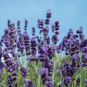 Lavender Seed, English (Vera) - Sow True Seed