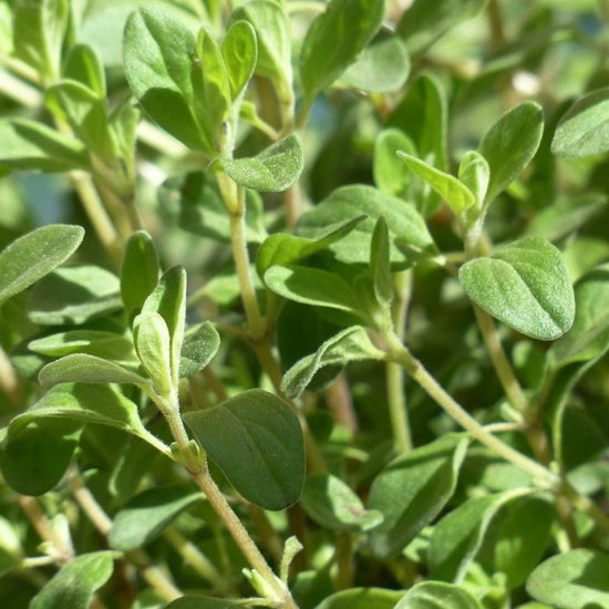 Marjoram Seeds, Sweet Sow True Seed