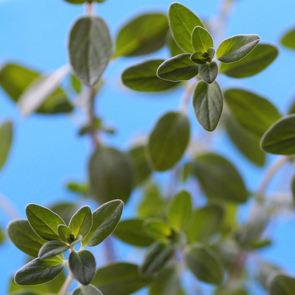 Marjoram Seed, Sweet - Sow True Seed