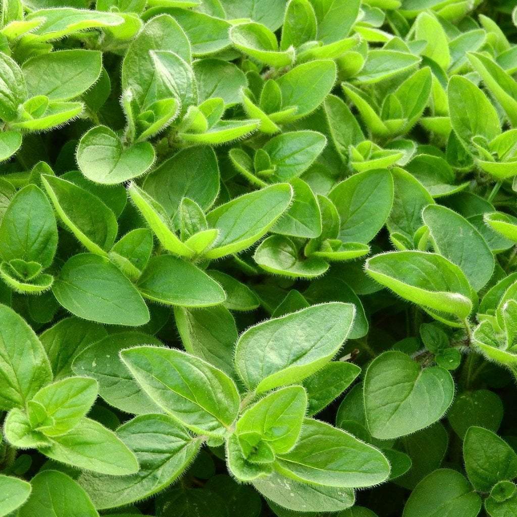 Marjoram Seed, Sweet - Sow True Seed