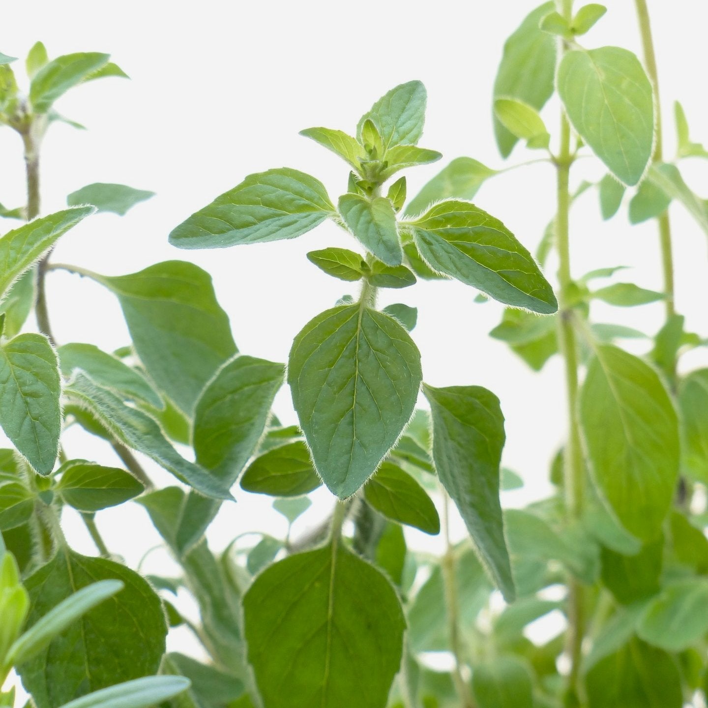 Oregano Seed, Greek - Sow True Seed