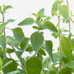 Oregano Seed, Greek - Sow True Seed