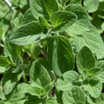 Oregano Seed, Greek - Sow True Seed