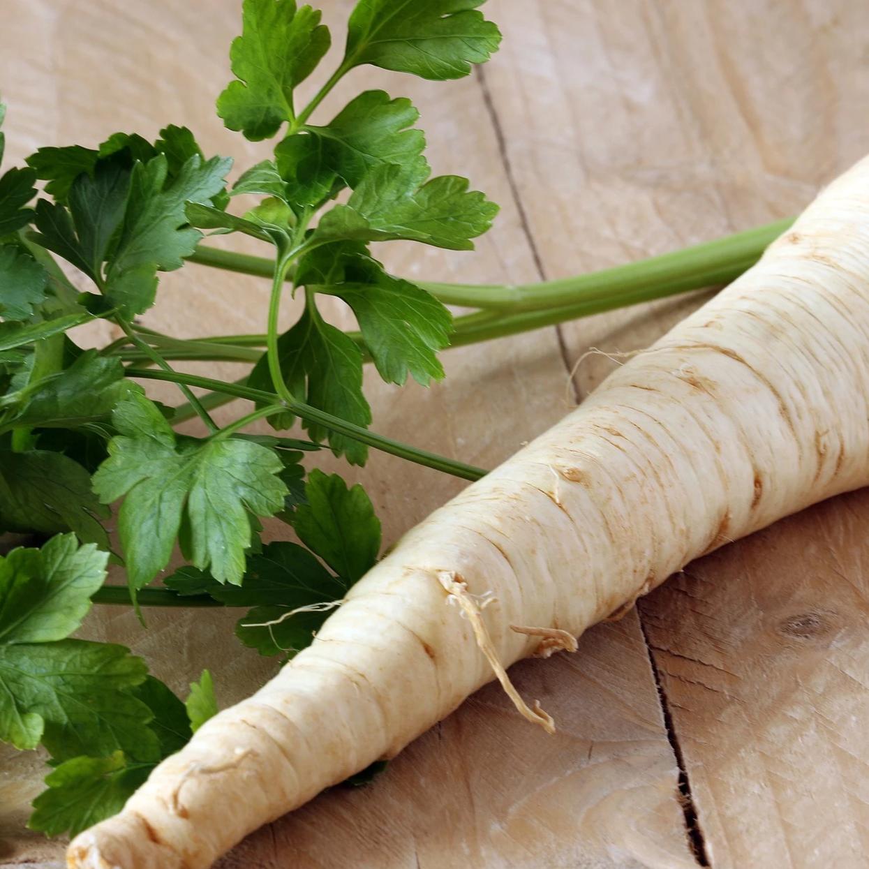 Parsley Seed, Hamburg Rooted - Sow True Seed