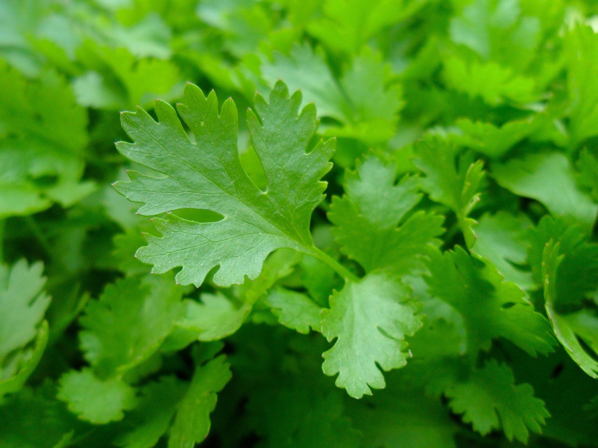 Parsley Seed, Italian Giant, ORGANIC - Sow True Seed