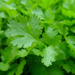 Parsley Seed, Italian Giant, ORGANIC - Sow True Seed