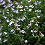 Thyme Seed - English, ORGANIC - Sow True Seed
